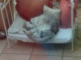 /album/minou-la-gattina-di-casa/a2012-09-08-11-20-05-jpg/